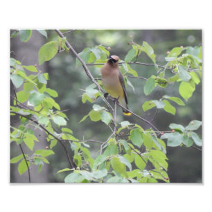 Foto van Cedar Waxwing Bird Foto Afdruk
