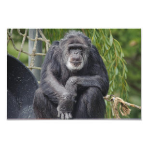 Foto van Chimpansee: Sitting and Staring Afdruk
