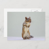 Foto van Chipmunk Briefkaart (Voorkant / Achterkant)