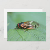 Foto van Cicada Briefkaart (Voorkant / Achterkant)
