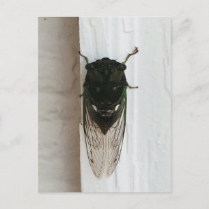 Foto van Cicada Briefkaart