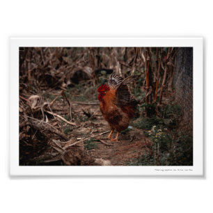 Foto van Coq - Uekani - 17,7x12,7 cm Afdruk