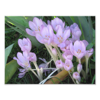 Foto van Crocus Afdruk