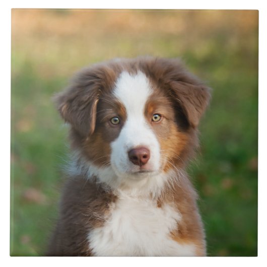 Foto van Cute Australian Shepherd Dog Puppy Tegeltje (Voorkant)