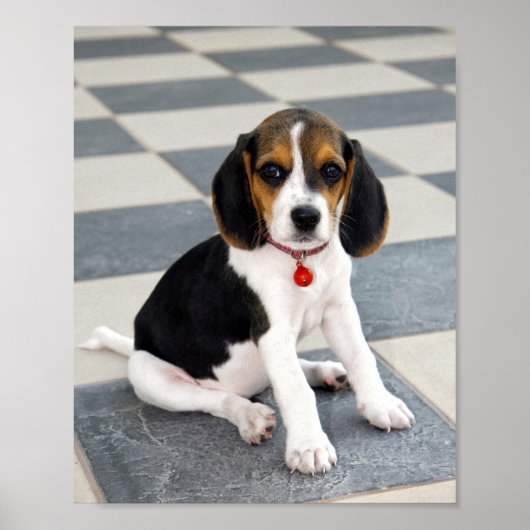 Foto van Cute Beagle Puppy Poster (Voorkant)