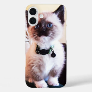 Foto van Cute Blue Eyed Mask Kitten iPhone 16 Plus Hoesje