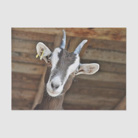 Foto van Cute Brown en White Goat Tissuepapier (Voorkant)