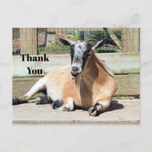 Foto van Cute Brown Goat Slapen Briefkaart