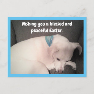 Foto van Cute Dog Peacely Resting Blue Easter Briefkaart