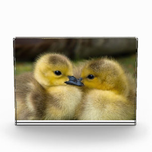 Foto van cute eendjes