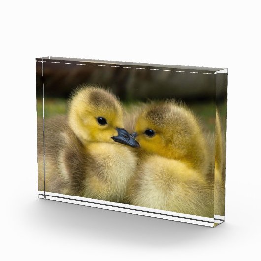 Foto van cute eendjes (Rechts)