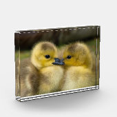 Foto van cute eendjes (Links)