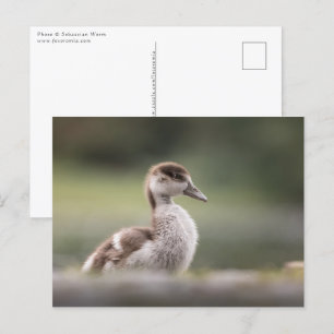 Foto van Cute Goose Chick Natuur Briefkaart
