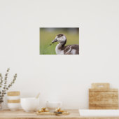 Foto van Cute Goose Chick Natuur Poster (Keuken)