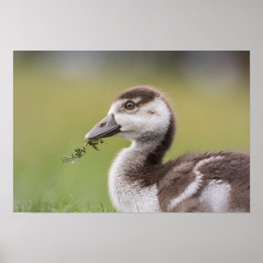 Foto van Cute Goose Chick Natuur Poster (Voorkant)