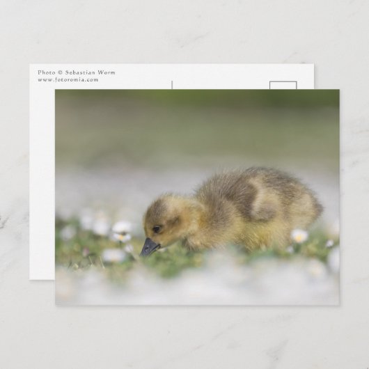 Foto van Cute Gosling natuur Briefkaart (Voorkant / Achterkant)