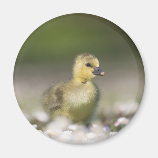 Foto van Cute Gosling Natuur Magneet (Voorkant)