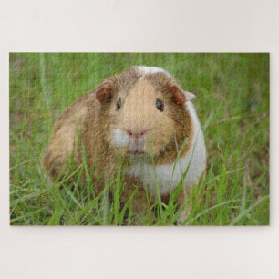 Foto van Cute guinea Legpuzzel