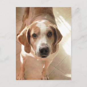 Foto van Cute Hound Dog Briefkaart