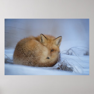 Foto van Cute Little Fox gekrompen in Winter Poster