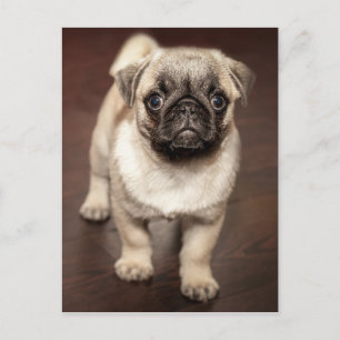 Foto van Cute Pug Briefkaart