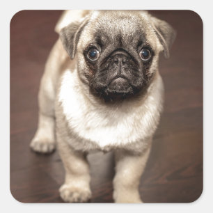 Foto van Cute Pug Vierkante Sticker