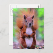 Foto van Cute Red Squirrel Briefkaart (Voorkant / Achterkant)
