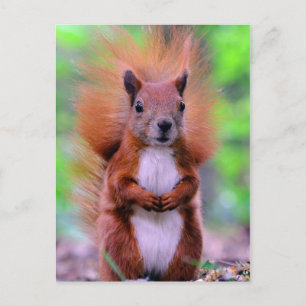 Foto van Cute Red Squirrel Briefkaart