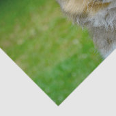 Foto van Cute Shetland Sheepdog Tissuepapier (Detail)