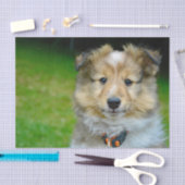 Foto van Cute Shetland Sheepdog Tissuepapier (Craft)