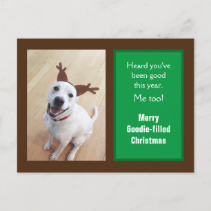 Foto van Cute Smiling White Reindeer Puppy Dog Feestdagenkaart