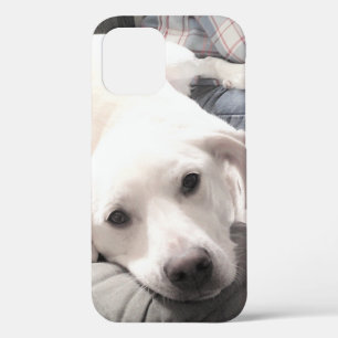 Foto van Cute Tired dog met papa op de bank iPhone 12 Hoesje