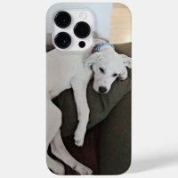 Foto van Cute Tired Puppy Dog Kluisterend naar voo