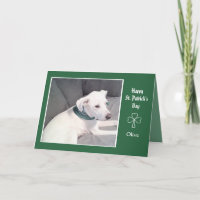 Foto van Cute White Dog Shamrocks and Clovers