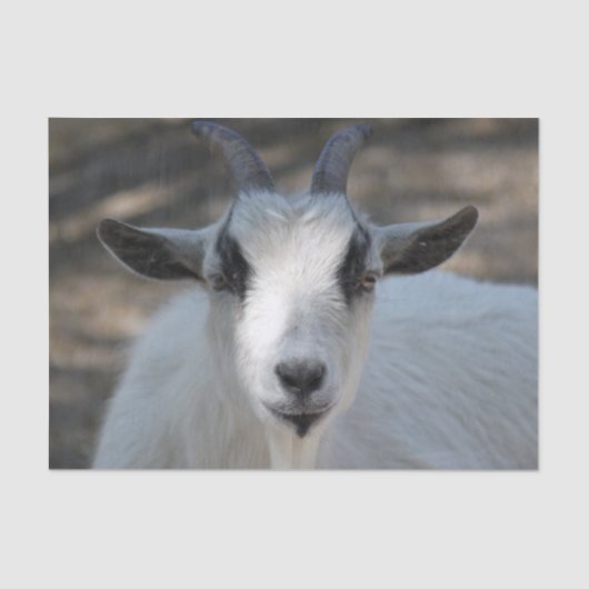 Foto van Cute White Goat Portrait Tissuepapier (Voorkant)