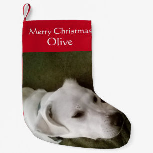 Foto van Cute White Puppy Dog Schattig Small Kleine Kerstsok