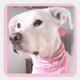 Foto van Cute White Puppy Dog Wearing Pink Scarf Vierkante Sticker