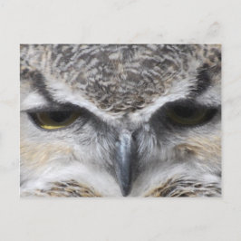 Foto van de grote gehoornde roofvogeluil briefkaart