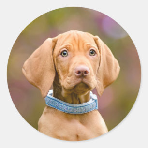 Foto van de Hongaarse Vizsla Dog Puppy Ronde Sticker