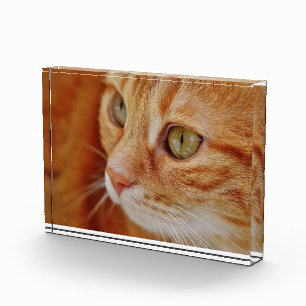 Foto van de kattenstolling