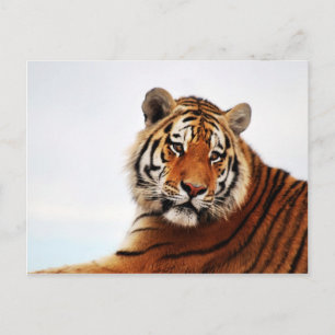 Foto van de langwerpige blik briefkaart
