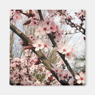 Foto van de lente-plum-bloesems magneet