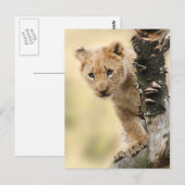 Foto van de lionklimboom briefkaart (Voorkant / Achterkant)