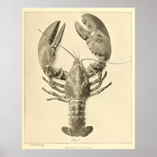 Foto van de  Maine Lobster (1895) Poster