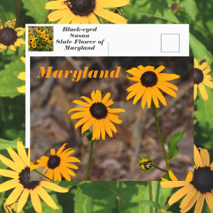Foto van de Maryland Staatsbloem Black-eyed Susan Briefkaart