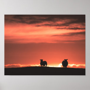 Foto van de Natuur van de zonsoppen van de Lofoten Poster