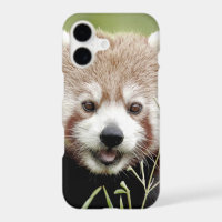 Foto van de rode panda, panda roux, dieren.