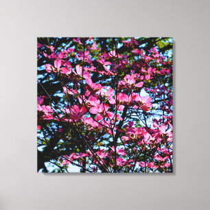 Foto van de roze bloeiende hondhout canvas afdruk