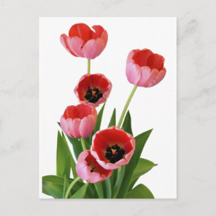 Foto van de roze lentulp Bouquet Briefkaart