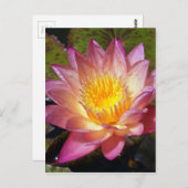 Foto van de roze waterLily Briefkaart (Voorkant / Achterkant)